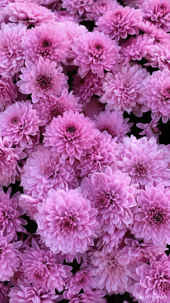 Bouquet de chrysanthèmes : Beauté florale à son apogée