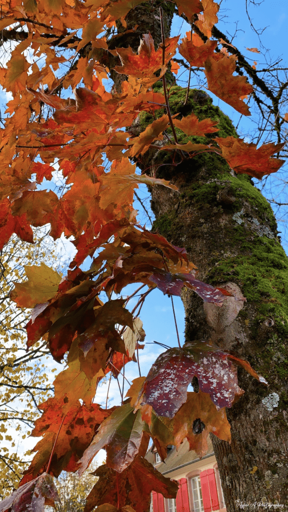 Éclat d'automne : Zoom sur les feuilles chatoyantes d'un arbre majestueux