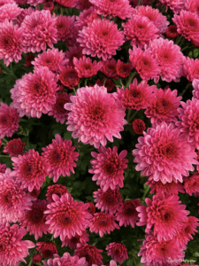 Bouquet de chrysanthèmes : Beauté florale à son apogée