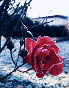 Explorez la poésie hivernale avec cette image captivante d'une rose délicate parée de flocons de neige