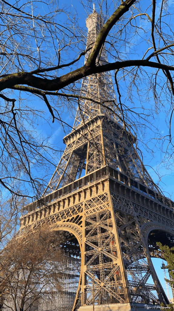 La Tour Eiffel encadrée : Un regard unique à travers les branches parisiennes