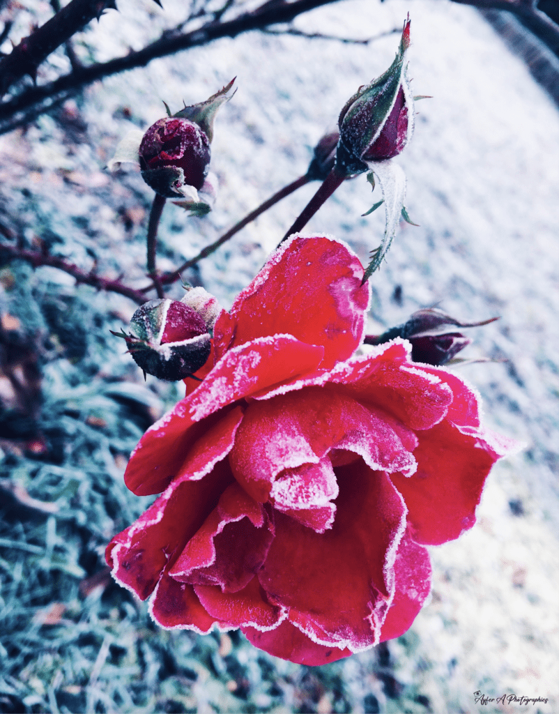 Roses enneigées : L'élégance givrée de la nature